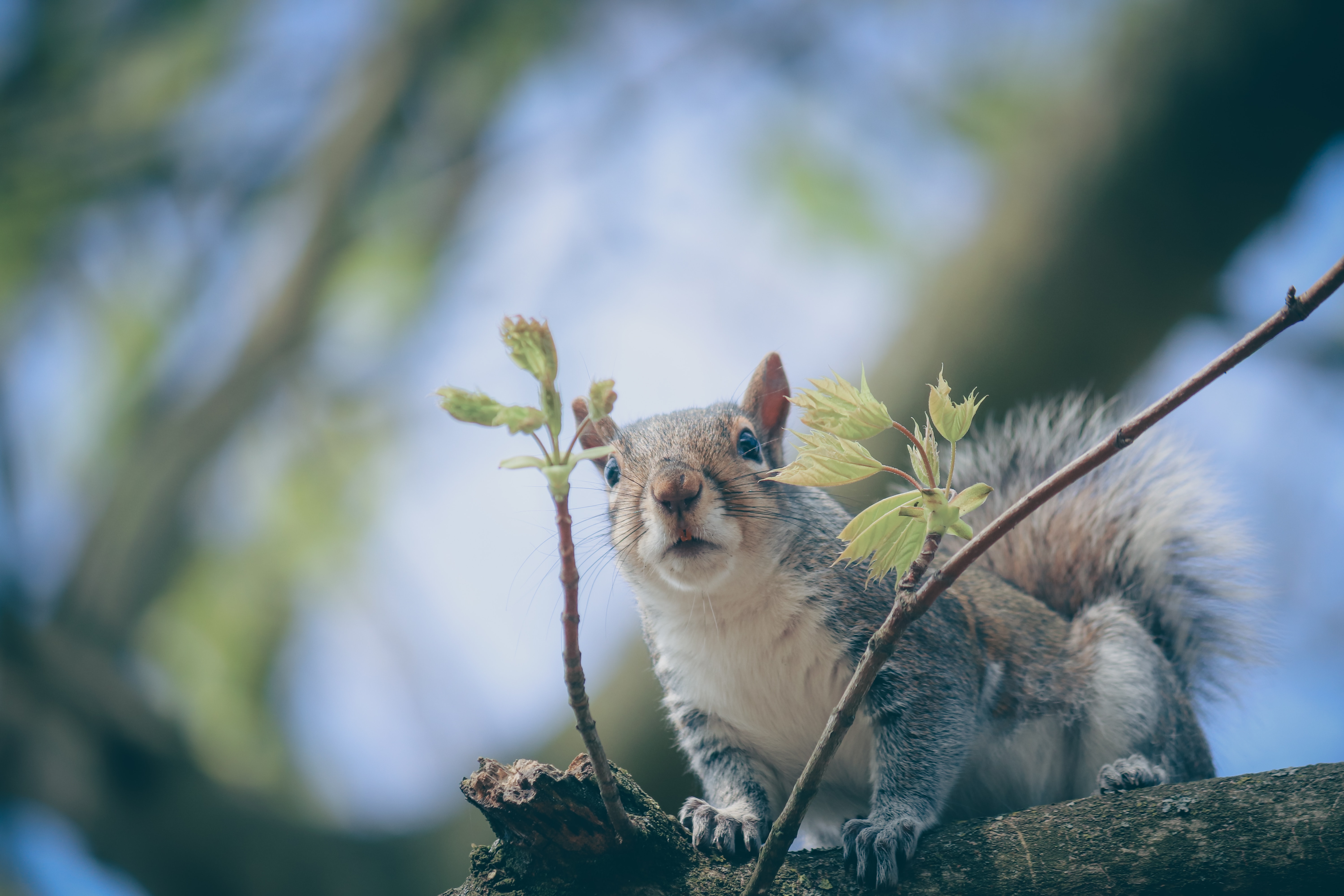 Squirrel leaping in a spacious natural environment