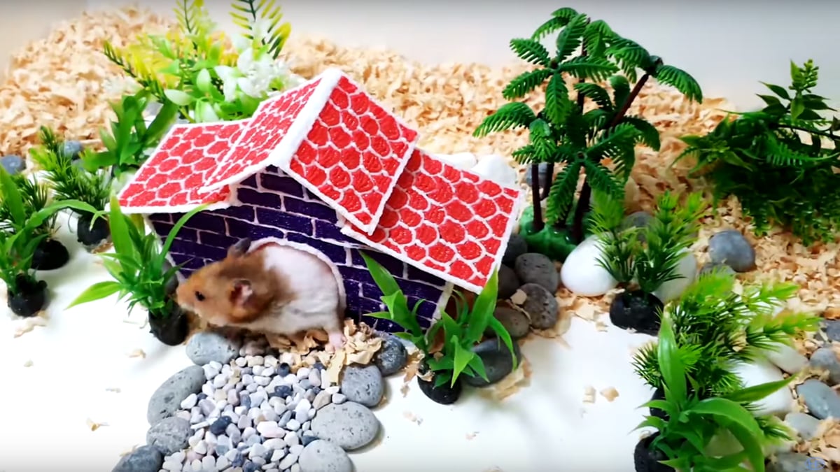 A hand slowly being introduced into a hamster cage