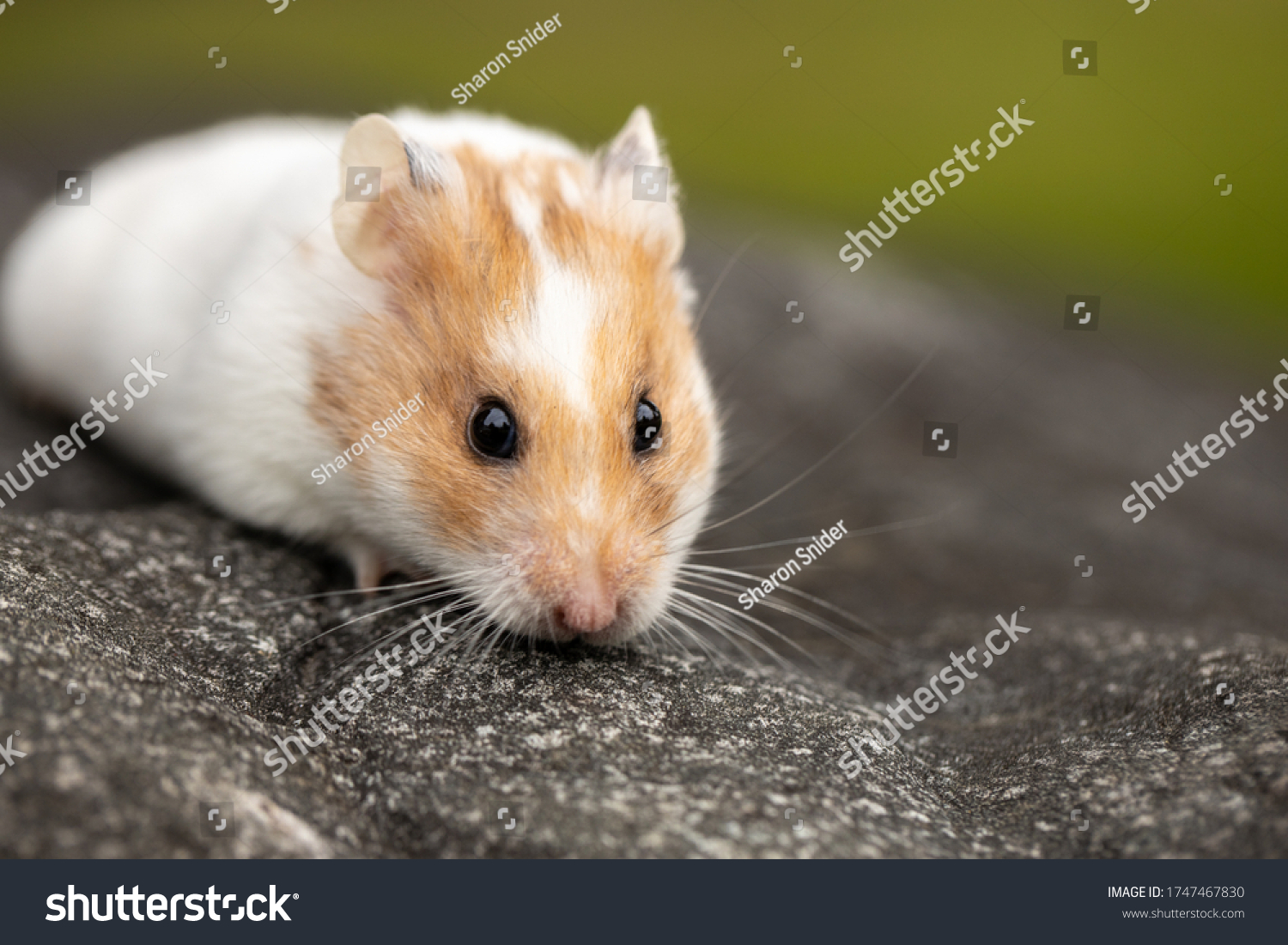 Close-up of a fluffy teddy bear hamster