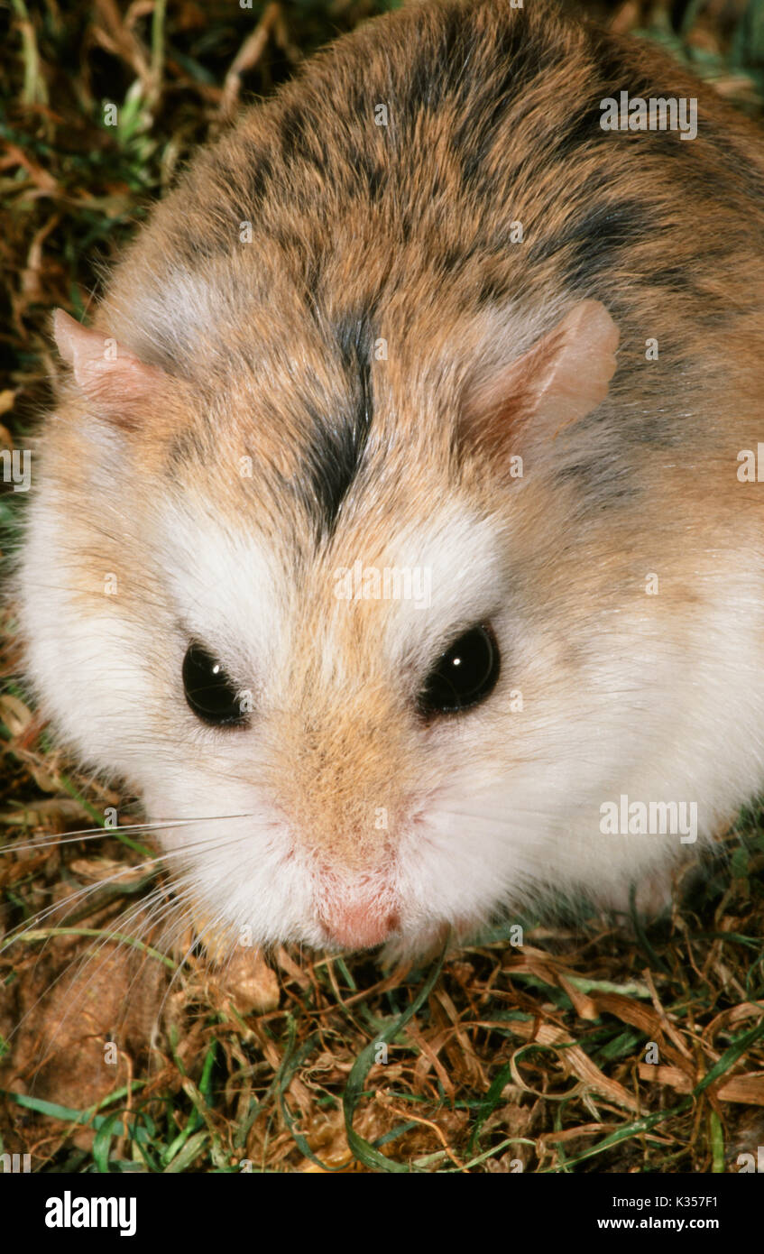 Close-up view of a Roborovski hamster showing its sandy brown coat, white belly, and distinctive white eyebrows