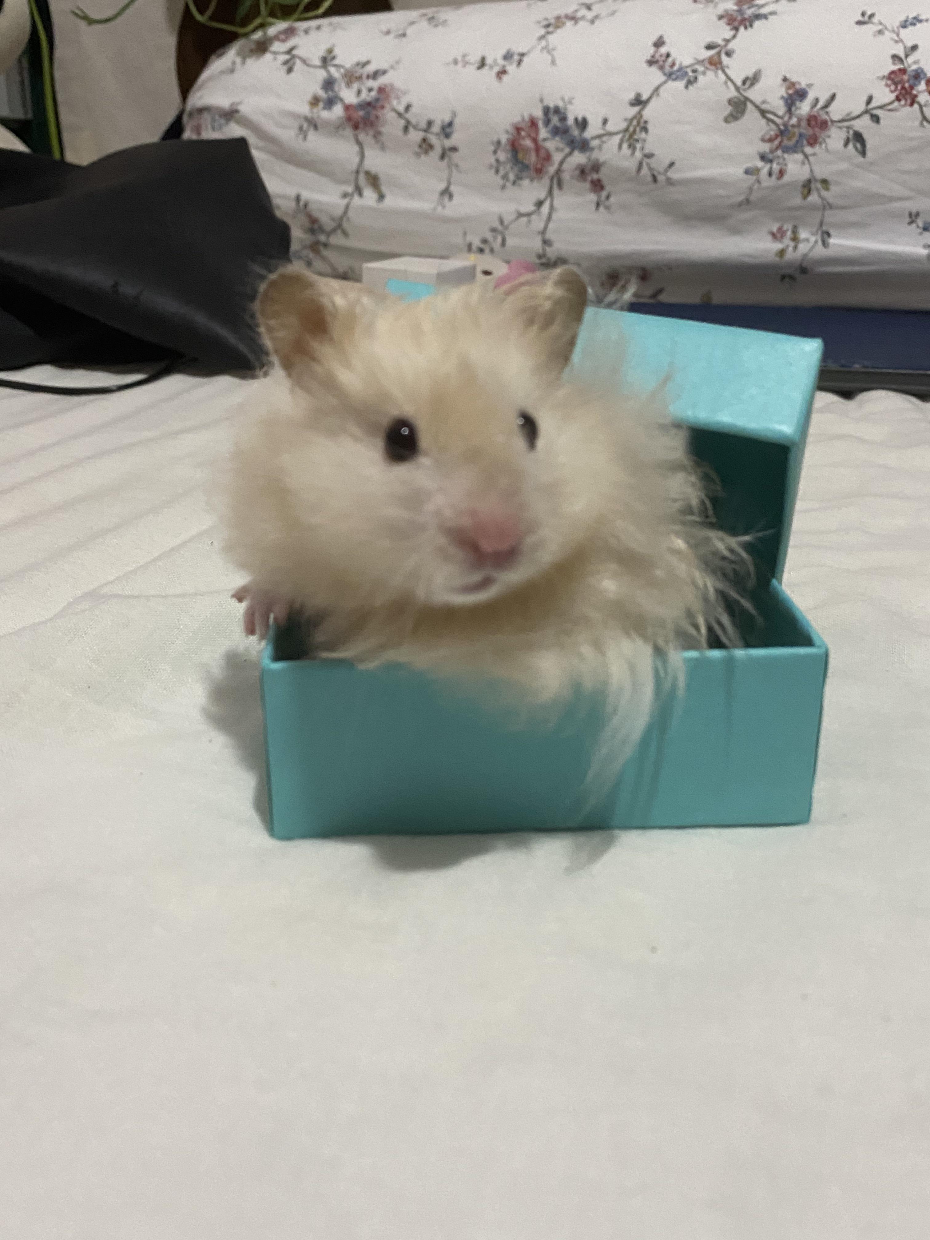 Long-haired Syrian hamster with bedding stuck in fur